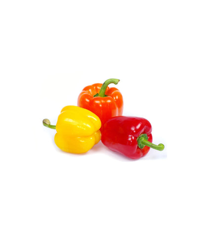 Capsicum