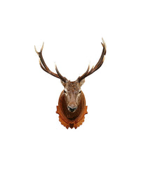 Antelope wall mount