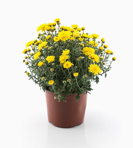 Pot Flower Bouquet