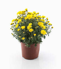 Plastic Flower Bouquet