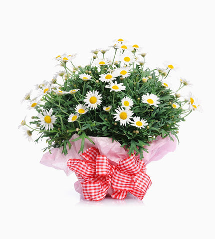 Gift Wrap Bouquet
