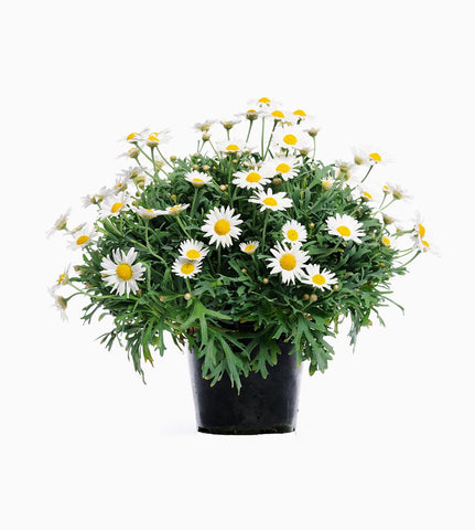 Gift Wrap Bouquet